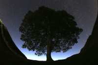 Δίωξη σε βάρος δύο Βρετανών για το κόψιμο του Sycamore Gap, του πλέον εμβληματικού δέντρου της χώρας, ηλικίας 200 ετών