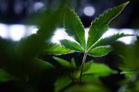 Η κυβέρνηση Μπάιντεν σχεδιάζει να επαναταξινομήσει τη μαριχουάνα, χαλαρώνοντας τους περιορισμούς σε εθνικό επίπεδο