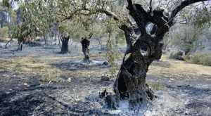 Αγρότες: Εκδόθηκε η ΚΥΑ για την προκαταβολή 50% της κρατικής αρωγής για ζημιές σε φυτικό κεφάλαιο από τις πυρκαγιές του 2023