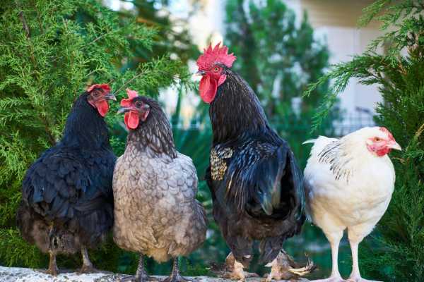 Ένθετο Περιβάλλον: Τι κάνει τις κότες να κοιμούνται ήσυχα στην Καλαμπάκα; Δείτε πώς εντοπίζονται οι «πράσινες» απατεωνιές στην ΕΕ
