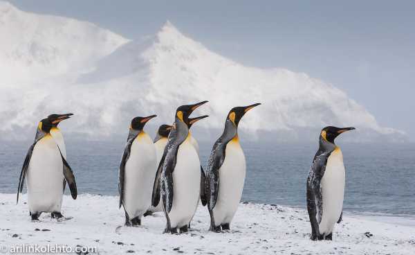 Μελέτη: Τα ζώα της Ανταρκτικής καίγονται από τον ήλιο