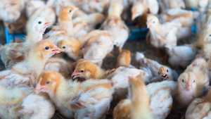 Γρίπη των πτηνών: Οι επιστήμονες ανησυχούν καθώς αυξάνονται τα κρούσματα σε θηλαστικά