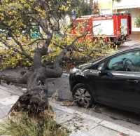Χανιά: Πνέουν ισχυροί άνεμοι- Πτώσεις δέντρων