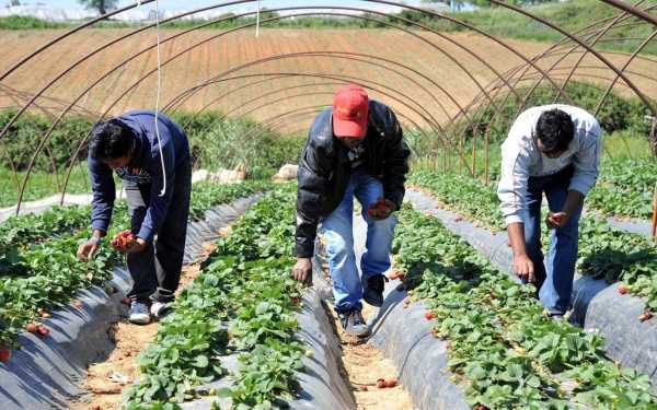 Ισραήλ: Λείπουν τα χέρια Παλαιστινίων από τις αγροτικές εργασίες – Τι καταγγέλλουν Ινδοί εργάτες γης που έφτασαν στη χώρα