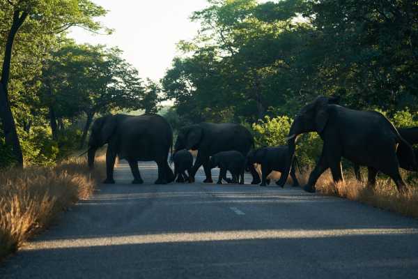 Οι ελέφαντες εγκαταλείπουν τα ενδιαιτήματά τους προς αναζήτηση νερού