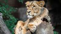 Ιταλία: Ακινητοποιήθηκε το λιοντάρι που το «έσκασε» από τσίρκο