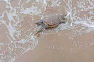 Γούβες: Πελώρια χελώνα ξεβράστηκε νεκρή! (εικόνες)